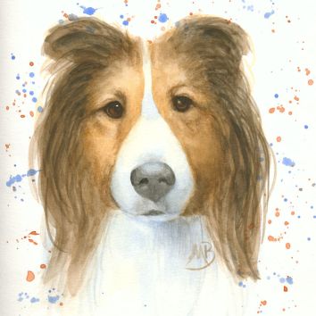 Shetland Sheepdog, watercolor